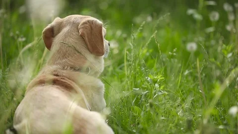 Young pretty dog Stock Footage 93976029