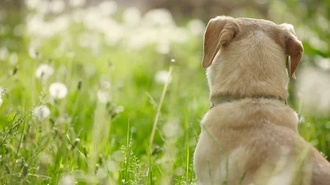 Young pretty dog Stock Footage 93976030