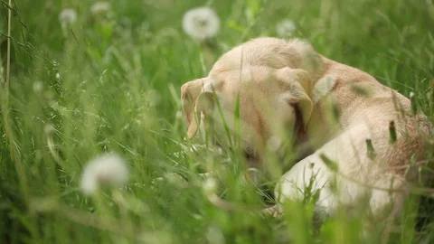 Young pretty dog Stock Footage 93976031