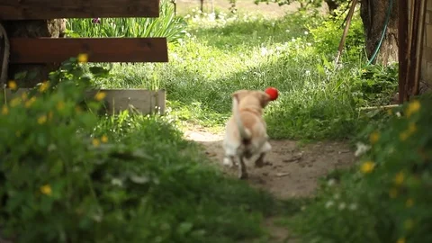 Young pretty dog Stock Footage 93976034