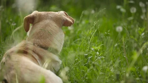 Young pretty dog Stock Footage 93976037