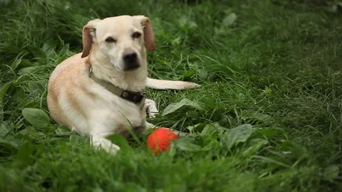 Young pretty dog Stock Footage 93976043