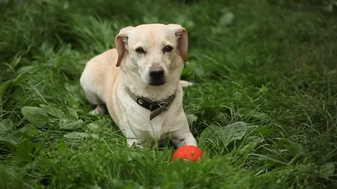 Young pretty dog Stock Footage 93976048