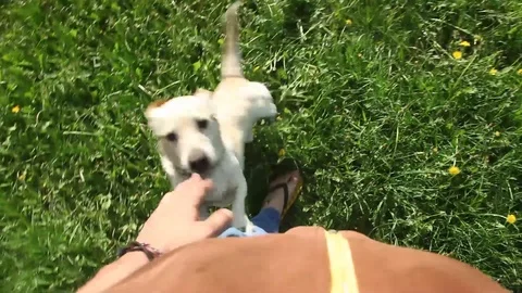 Young pretty dog jumping Stock Footage 93975870