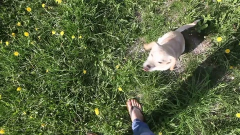 Young pretty dog jumping Stock Footage 93975871