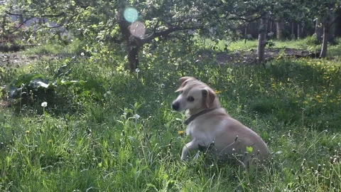 Young pretty dog jumping Stock Footage 93975876