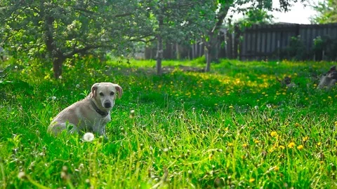 Young pretty dog jumping Stock Footage 93975883
