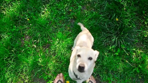 Young pretty dog jumping Stock Footage 93975892