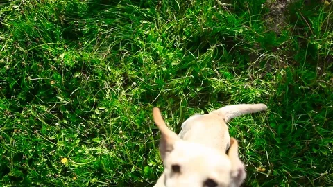 Young pretty dog jumping Stock Footage 93975899