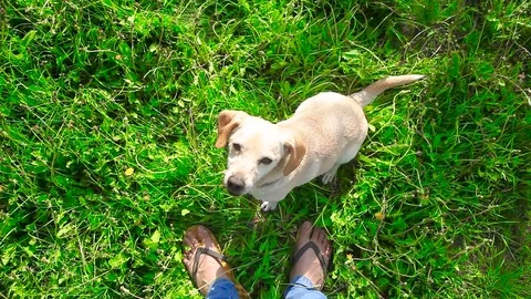 Young pretty dog jumping Stock Footage 93975907