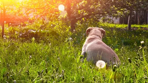 Young pretty dog jumping Stock Footage 93975921