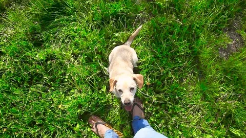 Young pretty dog jumping Stock Footage 93975926