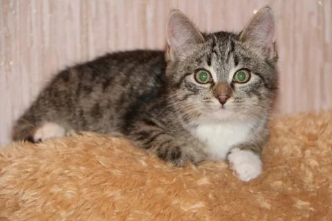 Young pretty kitty Stock Photos