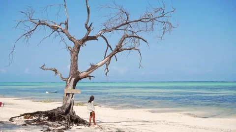 Young pretty woman standing by dramatic ancient tree on a pristine Zanzibar.. Видео 331298153
