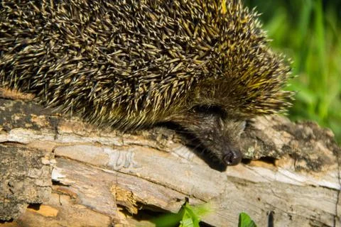 Young prickly hedgehog on the log Stock Photos