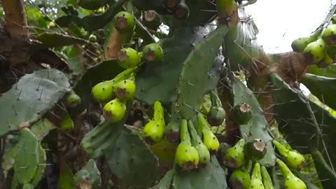 Young Prickly Pear Cactus Fruit Growing Outdoors Stock Footage 336650859