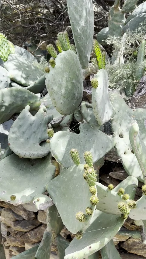 Young Prickly Pear Shoots on Cactus in Natural Outdoor Setting Stock Footage 336964917