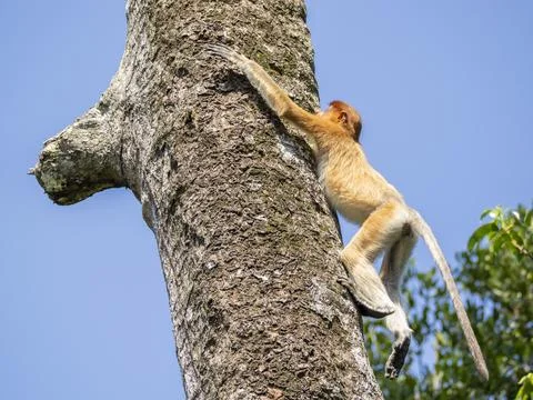 Young proboscis monkey climbs a tree while exploring its habitat in Malaysia Stock Photos