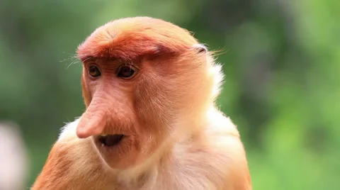 A young Proboscis Monkey feeds in the mangroves on Borneo Stock Footage