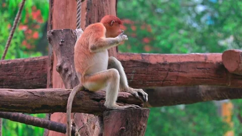 Young Proboscis Monkey Sitting 스톡 동영상 236028696