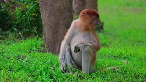 Young Proboscis Monkey Sitting 스톡 동영상 236088477