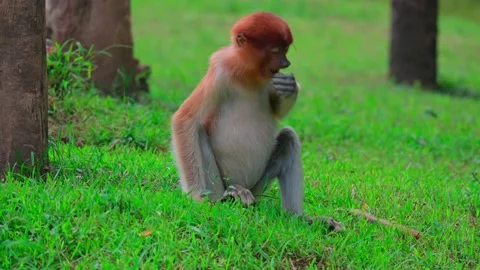 Young proboscis monkey sitting 스톡 동영상 236089241