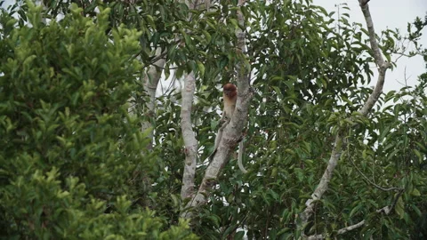 Young Proboscis Monkey Sitting Scratching in Tree, Borneo, Indonesia Stock Footage 144554318