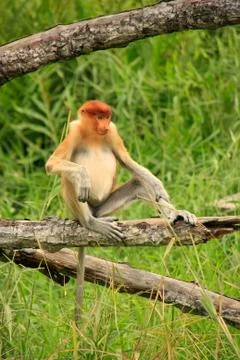 Young proboscis monkey sitting on a tree, borneo, malaysia Stock Photos