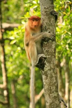 Young proboscis monkey sitting on a tree, borneo, malaysia Stock Photos