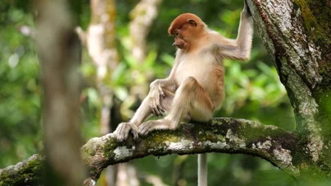 A young proboscis monkey in the wild, sitting on tree. Proboscis monkey foraging Stock Footage 251495798