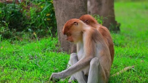 Young proboscis monkeys eat grass 스톡 동영상 236089553