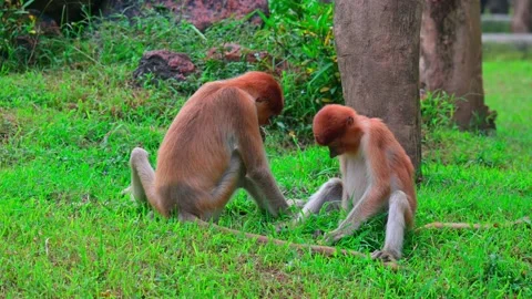 Young proboscis monkeys eat grass 스톡 동영상 236091045