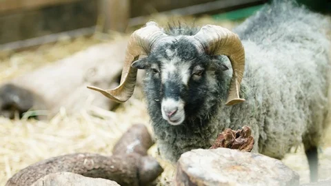 A Young Proud Ram Standing Alone Stock Footage 106282999