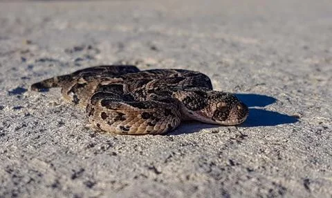 Young Puff Adder 写真素材