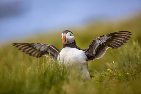 Young Puffin exercising Stock Photos