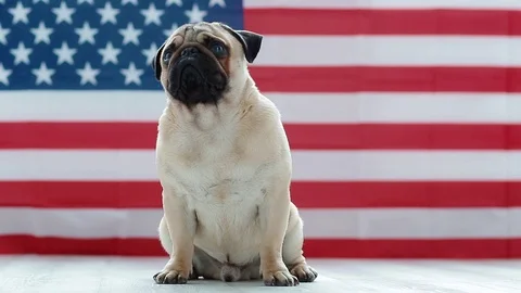 The young pug with american flag Stock Footage 88023766