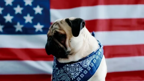 The young pug with american flag Stock Footage 88023810