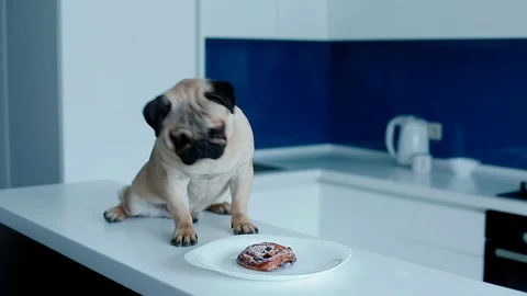 Young pug with a bun on the kitchen Stock Footage 91064919