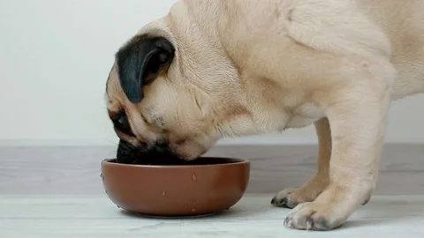 Young pug drinking water Stock Footage 93341560