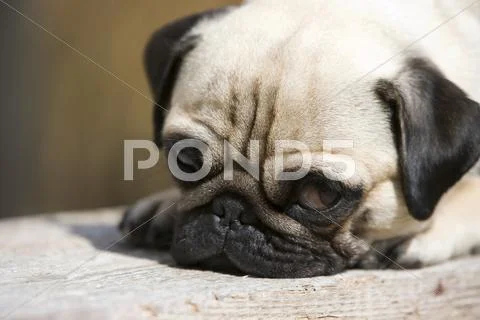 Young pug lying on a wooden bench Stock Photos