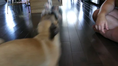 Young pug playing in condo Stock Footage 116707317
