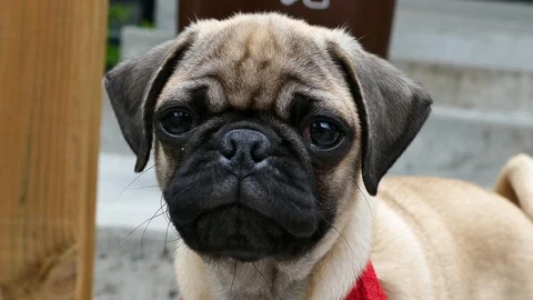 Young pug playing Stock Footage 116707991