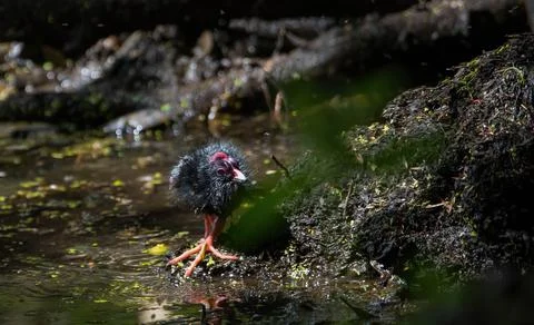 Young pukeko Stock Photos