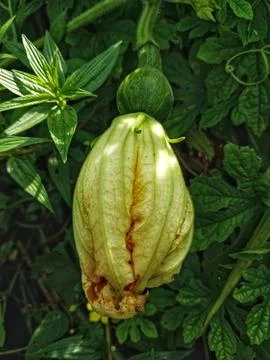 Young Pumpkin Fruit with Developing Flower Bud Stock Photos