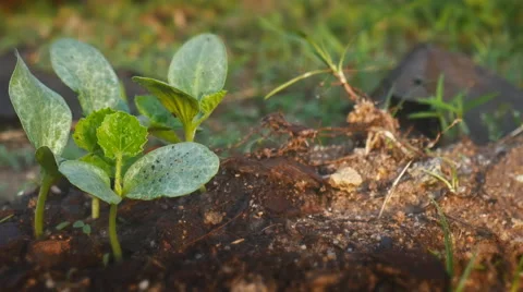 Young pumpkin in the garden Stock Footage 58752746