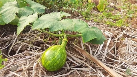 Young pumpkin growing in dry soil garden video footage clip 스톡 동영상 345348172