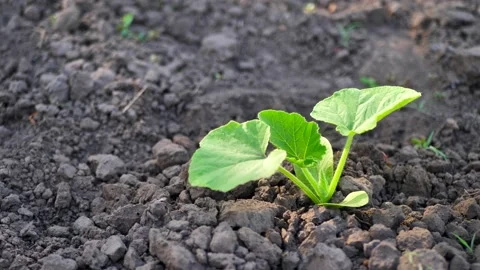 Young pumpkin plant close-up.Copy space.place for text Stock Footage 196286766
