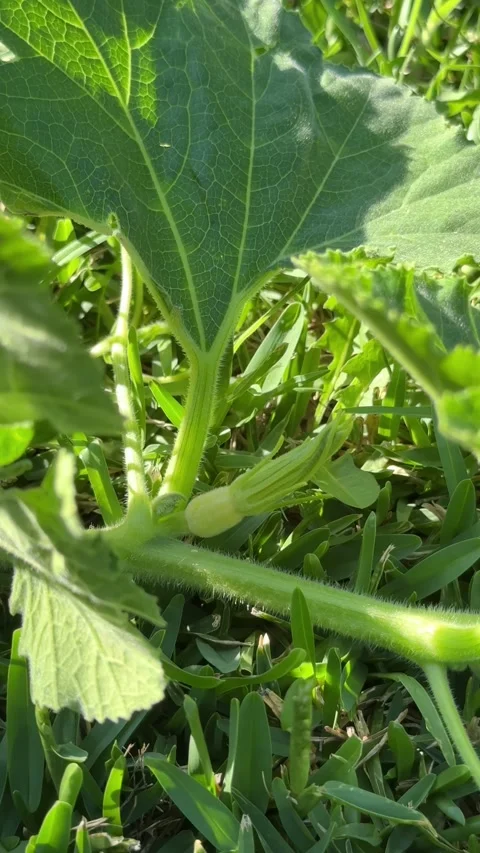 Young pumpkin plant with developing flower bud in garden close up Stock Footage 331179388
