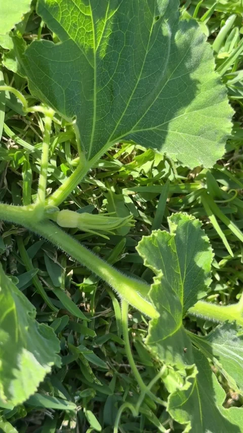 Young pumpkin plant with developing flower bud in garden close up Stock Footage 331179401