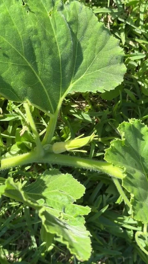 Young pumpkin plant with developing flower bud in garden close up 스톡 동영상 331179404